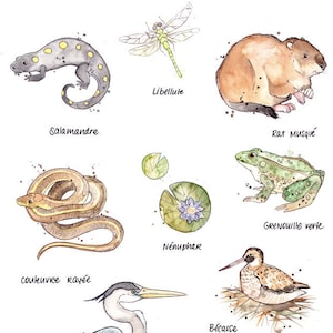 Marsh Animals Poster | Watercolor Illustration | Educational Art Poster | Animal Biology Illustration | Marie-Eve Arpin