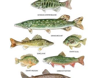 Peces de agua dulce de Quebec | Afiche de pescado | Pesca deportiva | Ilustración de acuarela | Naturaleza | Fauna de los Lagos | Educativo | Arpino