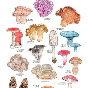 Pilze | Lehrposter | Kleines Format | Aquarell Mykologe Natur | Pfifferling | Morchel | Illustration | Marie-Eve Arpin