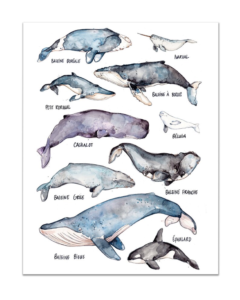 Виды китов с картинками