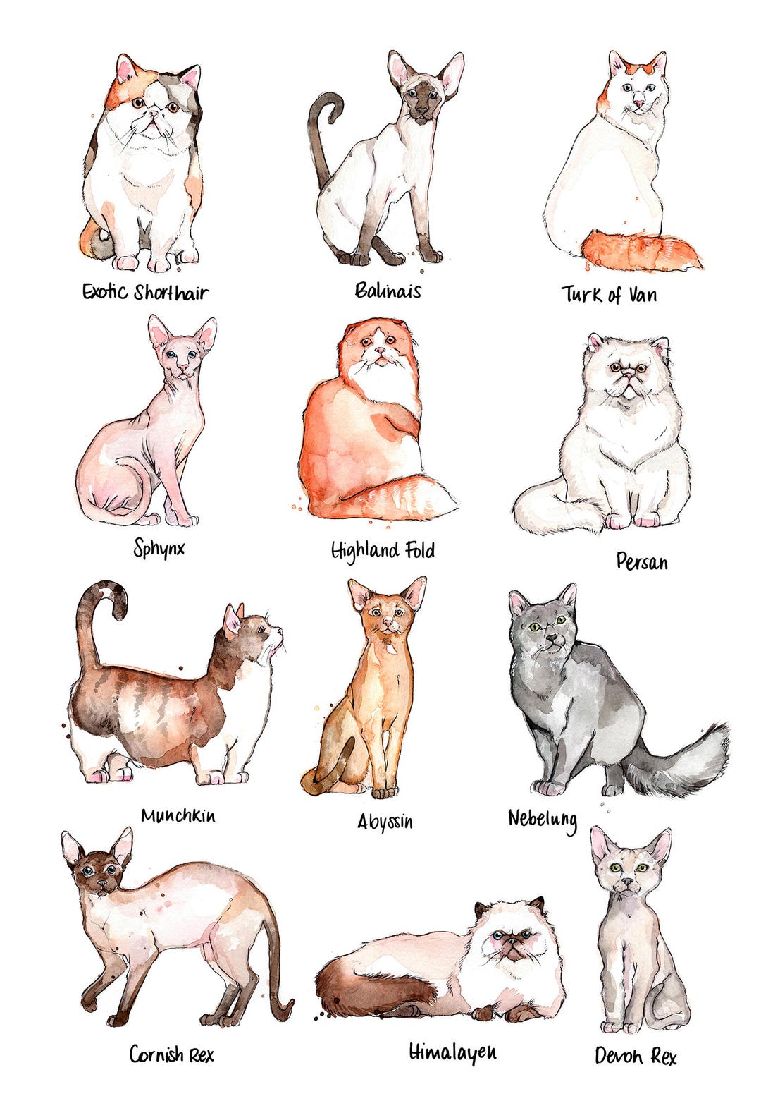 Beluga Cat - Beluga Cat Meme - Posters and Art Prints