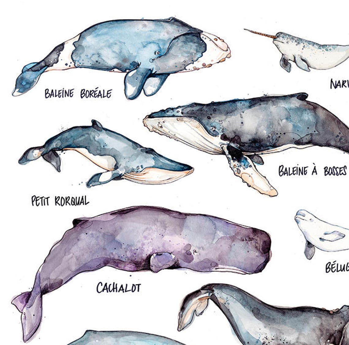 Les Baleines Grande Affiche Espèces de baleines Aquarelle | Etsy