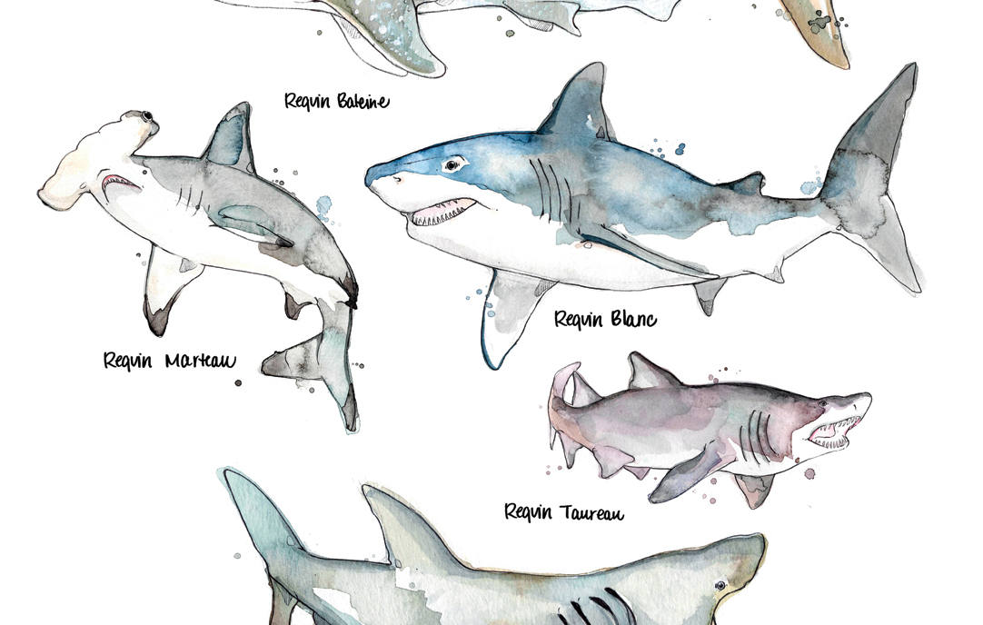 【額入りポスター】タンタンの冒険 サメ型潜水艦 アートプリント　リトグラフ 額入りポスター】タンタンの冒険 サメ型潜水艦 アートプリント