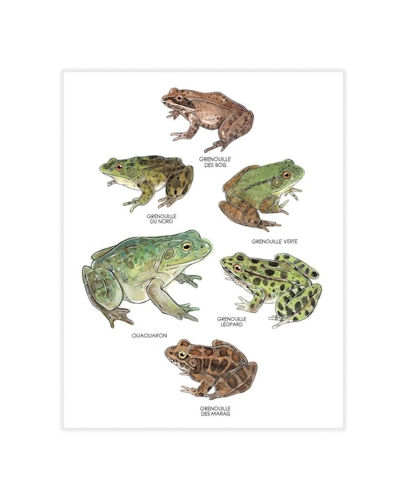 Different Kinds Of Amphibians