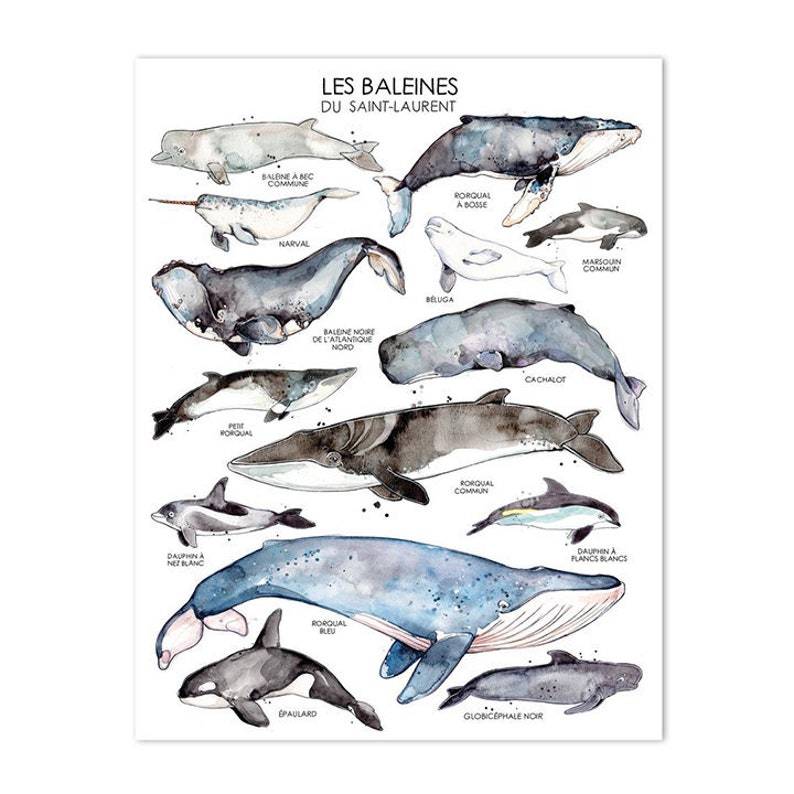 Les Baleines du Saint-Laurent Affiche Animaux Marins Biologie Marine Aquarelle de Baleines Nature Québec Faune Affiche Éducative image 1