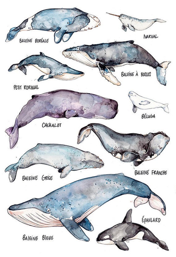 Whales Large Print Whales Species Art Watercolor Marie-eve Arpin Narwhal  Beluga Illustration Nature Art Marine Animal - Etsy