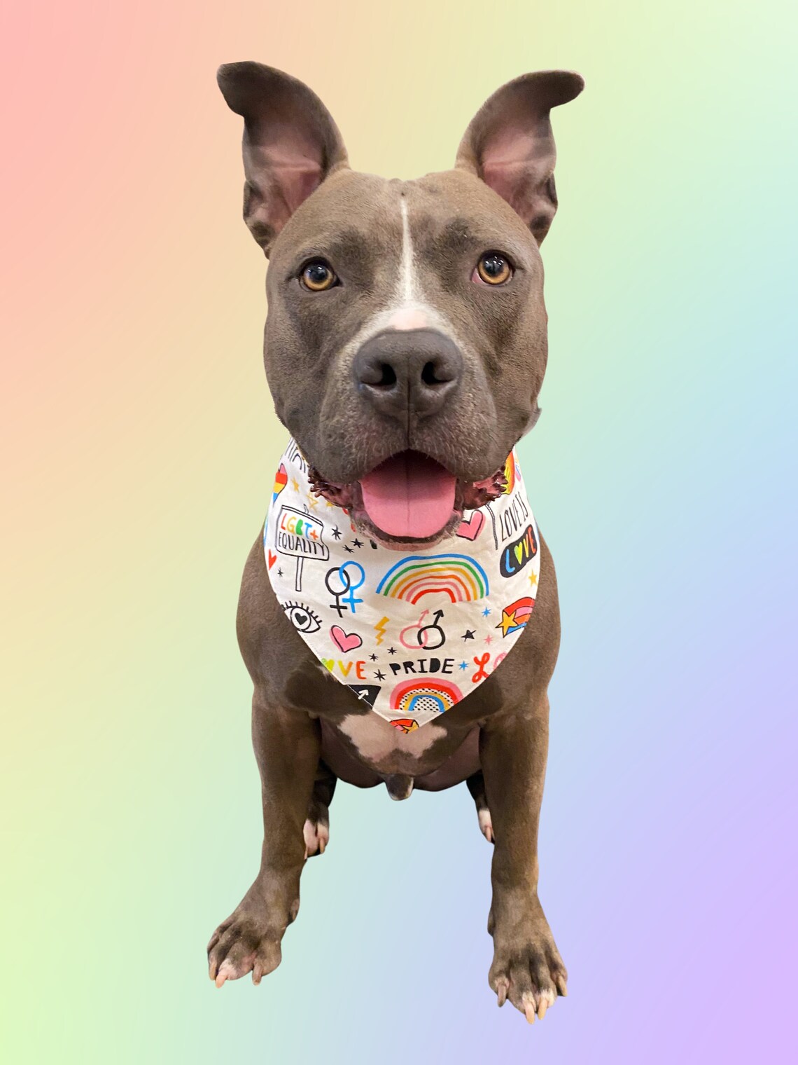 Equality Snap On Dog Bandana LGBTQ Dog Bandana Pride Etsy