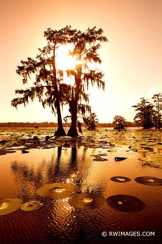 Lake Martin and the Atchafalaya Basin