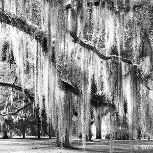 Paper, Canvas, Framed, Metal or Acrylic Print - Wall Art - SPANISH MOSS Black and Photo Print Fine Art Photography 410120041