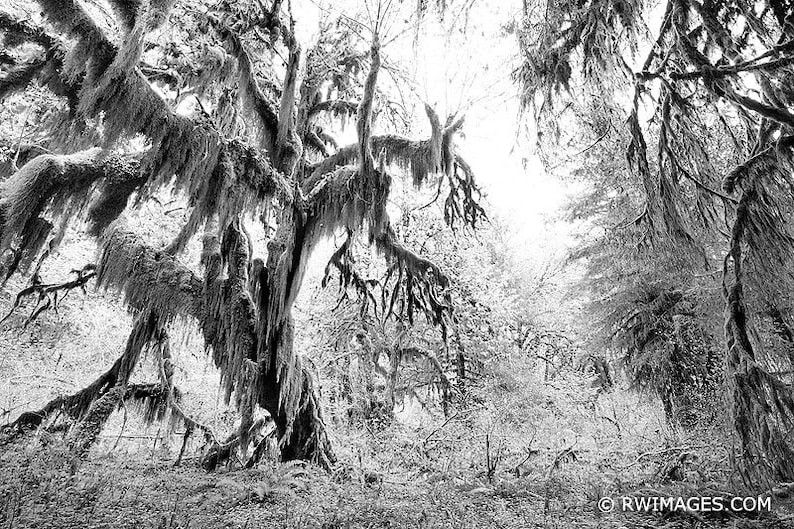 Pacific Northwest Hoh Rainforest Black and White forest Fine Art Photo Print Canvas Paper Metal or Acrylic Print Framed Wall Art