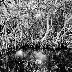 Fine Art Photography Print - Everglades Florida Mangrove Swamp Fine Art Photography Black and White Print