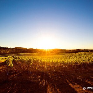 Fine Art Photography Print - Napa Valley Vineyard Fine Art Photography Color Print