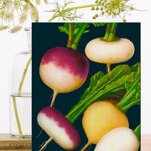Fantaisiste vintage Collage Art Card ~ Botanical Print Légumes Racines Navets colorés ~ Designer Haute Qualité RS051