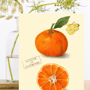 Whimsical Vintage Collage Art Card ~ Botanical Illustration Ripe Orange Satsuma Mandarin Fruit & Butterfly ~ Designer High Quality RS154