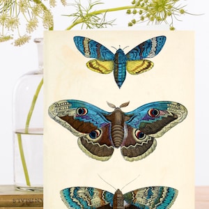 Carte d'art collage vintage fantaisiste ~ Manchon biodégradable en matériau de source durable ~ 3 papillons botaniques ~ Designer haute qualité RS241