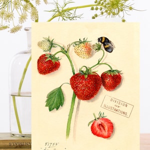 Whimsical Vintage Collage Art Card ~ Botanical Illustration Ripening Strawberries & Bumble Bee ~ Designer High Quality RS157