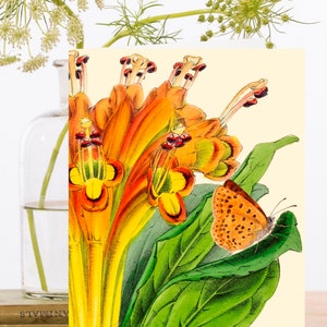 Carte d'art Collage vintage fantaisiste ~ Manchon biodégradable de matériau d'origine durable ~ Botanique ~ Tiger Lily ~ Designer RS189 de haute qualité