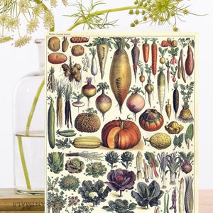 Carte d’art vintage fantaisiste ~ Illustration botanique de légumes de jardin Courge, Brassica et légumes-racines ~ Designer haute qualité RS034