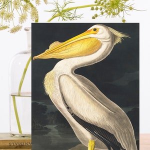 Carte d'art de collage vintage fantaisiste ~ manchon biodégradable de matériau d'origine durable ~ pélican américain blanc ~ concepteur de haute qualité RS211