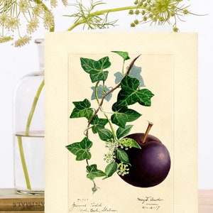 Stravagante Vintage Christmas Collage Art ~ Illustrazione botanica di Rich Purple Plum & Ivy Vine ~ Designer di alta qualità XM106