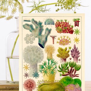 May include: A vintage illustration of Great Barrier Reef corals. The illustration features a variety of coral species, including branching, encrusting, and massive corals. The corals are depicted in a range of colours, including red, yellow, green, and blue.