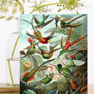Carte d’art vintage fantaisiste ~ Colibris colorés et exotiques dans un jardin botanique tropical ~ Designer haute qualité RS099