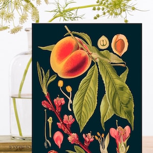 Vintage Collage Kunst Karte ~ Botanischer Pfirsich Nektarine Stein Illustration Obst Baum Blüten Stiel ~ Designer High Quality RS054