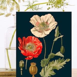 Whimsical Blank Art Card vintage Collage Whimsical Art ~ Impression botanique ~ Coquelicots ~ Coquelicot rouge ~ Gousses de graines ~ Designer haute qualité RS055