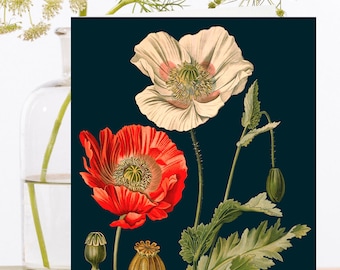 Cartão de arte em branco caprichoso colagem vintage arte caprichosa ~ impressão botânica ~ papoilas ~ papoula vermelha ~ vagens de sementes ~ designer de alta qualidade rs055