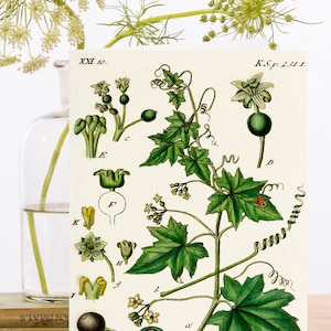 Whimsical Vintage Collage Art Card ~ Sustainably Sourced Material Biodegradable Sleeve ~  Botanical Byrony Leaf~ Designer High Quality RS215