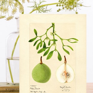 Stravagante Cartolina d'arte di collage vintage di Natale ~ Vischio botanico e gambo Le Conte Pear ~ Designer di alta qualità XM105