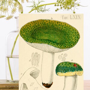 Carte d'art Collage vintage fantaisiste ~ Manchon biodégradable de matériau d'origine durable ~ Champignons botaniques ~ Designer RS214 de haute qualité