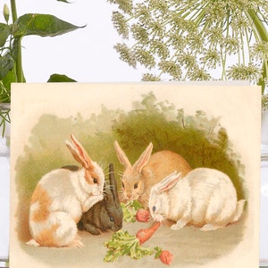 Petite carte d'art vintage fantaisiste ~ Pochette biodégradable en matériau de source durable ~ Lapins mangeant des carottes ~ Designer de haute qualité VT031