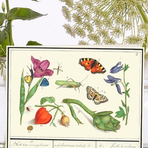 Petite carte d'art vintage fantaisiste ~ pochette biodégradable en matériau de source durable ~ impression botanique nature ~ designer haute qualité VT078
