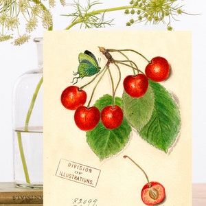 Fantaisie vintage Collage vierge Art Card ~ Illustration de cerises rouges avec Pip & Beautiful Green Butterfly ~ Designer Haute Qualité RS159