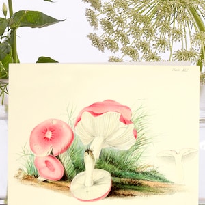 Whimsical Little Vintage Art Card~Sustainably Sourced Material Biodegradable Sleeve ~ Botanic Pink Cap Mushrooms~Designer High Quality VT075