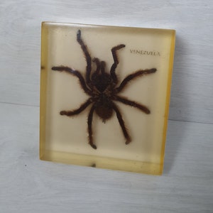 Vintage Collectible VENEZUELA Giant Spider in Resin Lucite Insect Arachnid Animal