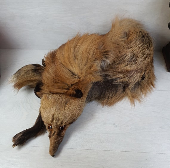Vintage Collectible Full Size Red Fox Fur Scarf Head Tail Vintage Collectible Full Size Red Fox Fur Scarf Head Tail
