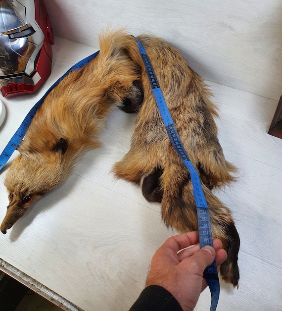 Vintage Collectible Full Size Red Fox Fur Scarf Head Tail Vintage Collectible Full Size Red Fox Fur Scarf Head Tail