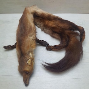 May include: A brown and black fur stole made from a whole animal pelt. The fur is long and soft, and the tail is curled up at the end.