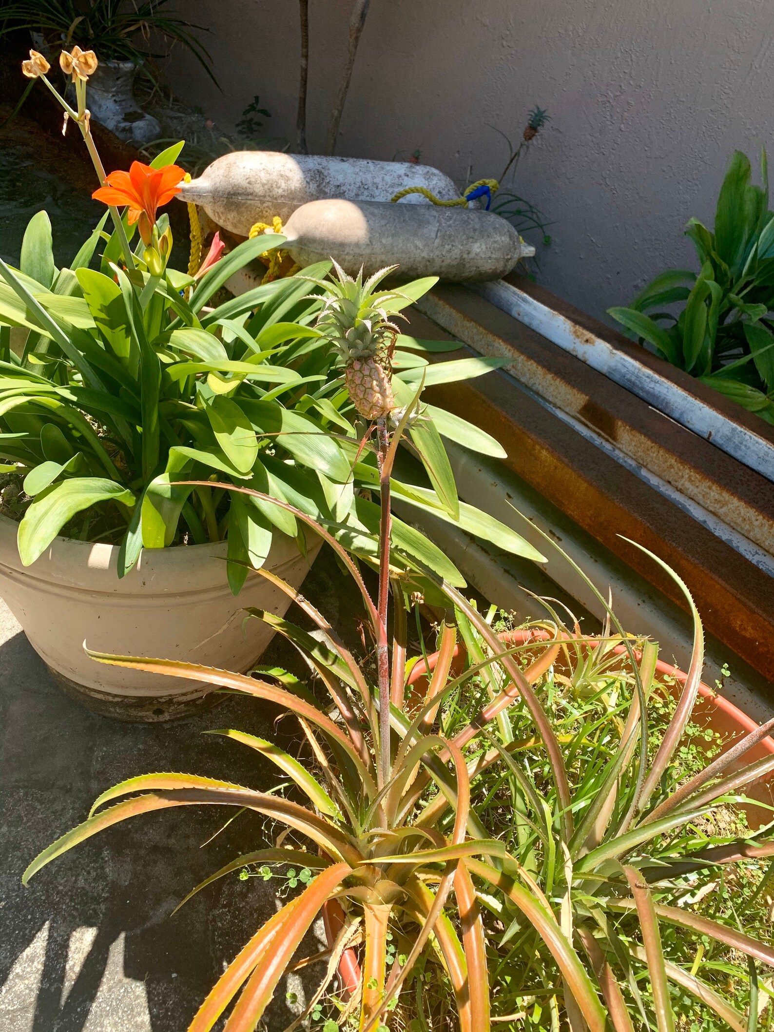 Bonsai Pineapple Plant Etsy