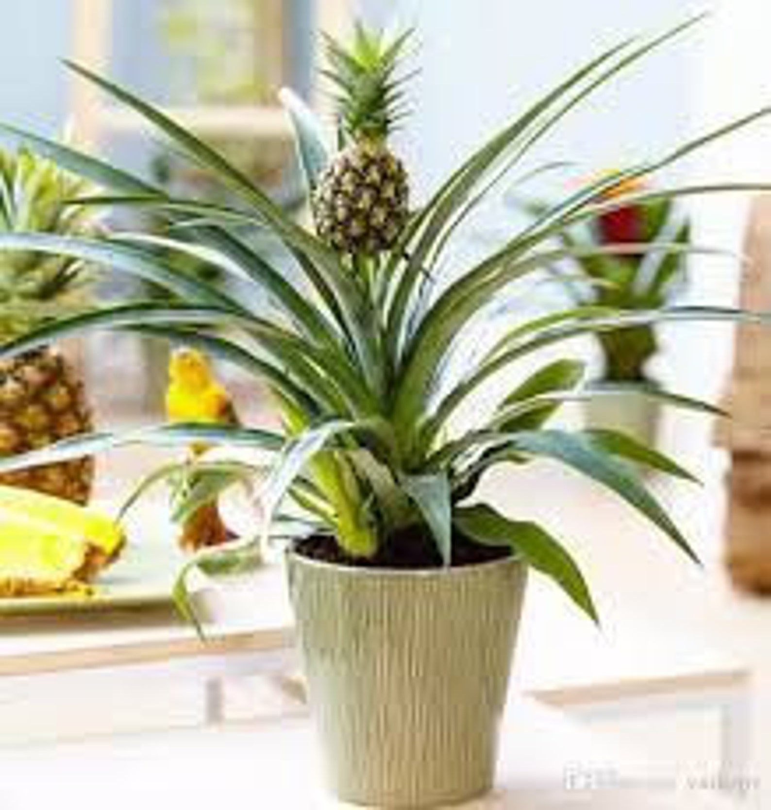 Bonsai pineapple plant Etsy