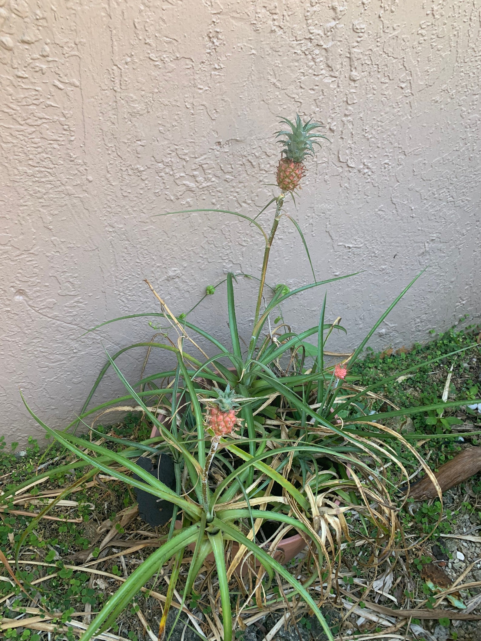 Bonsai Pineapple Plant Etsy