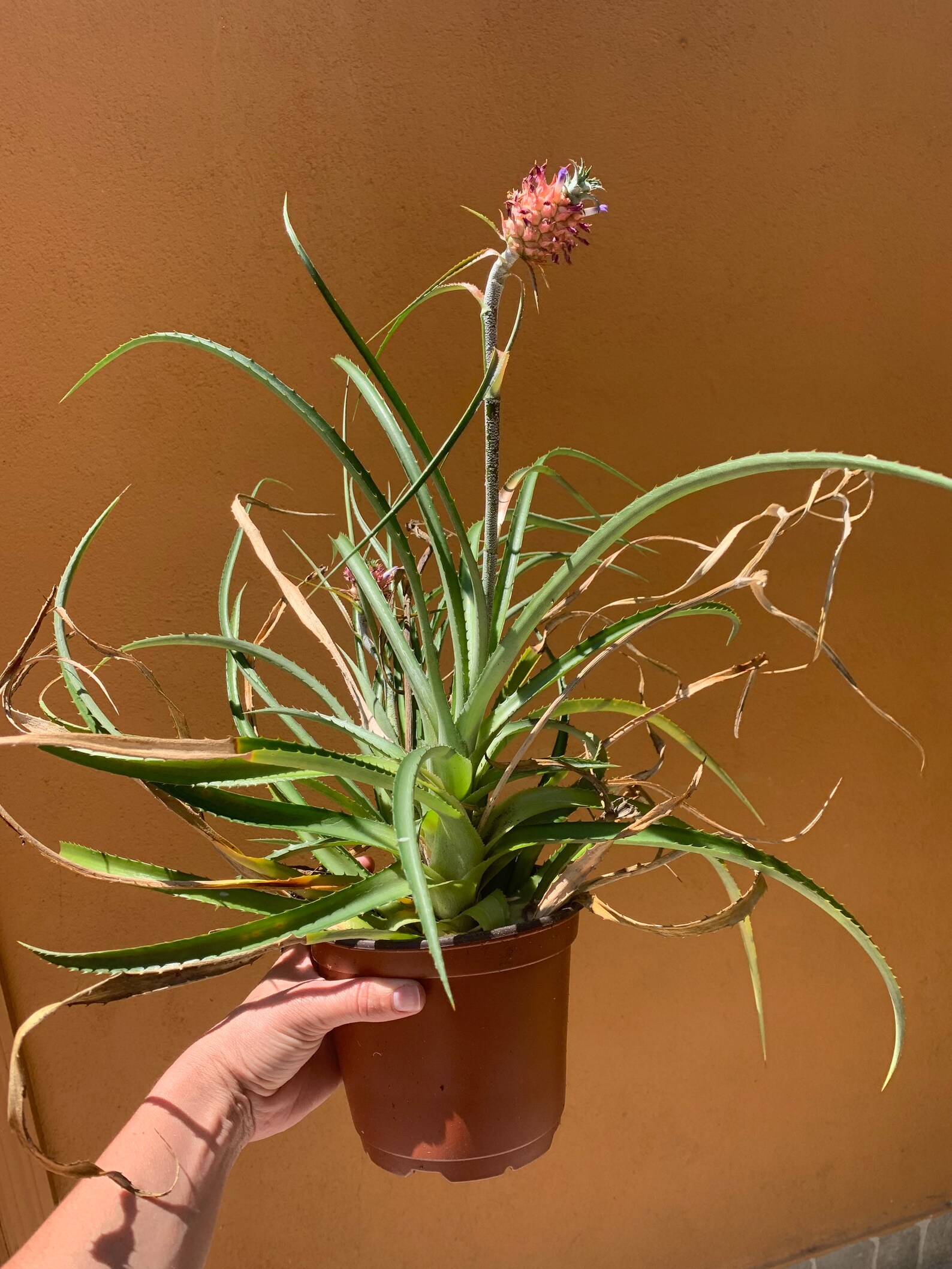 Bonsai Pineapple Plant Etsy