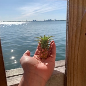 Tiny pineapple