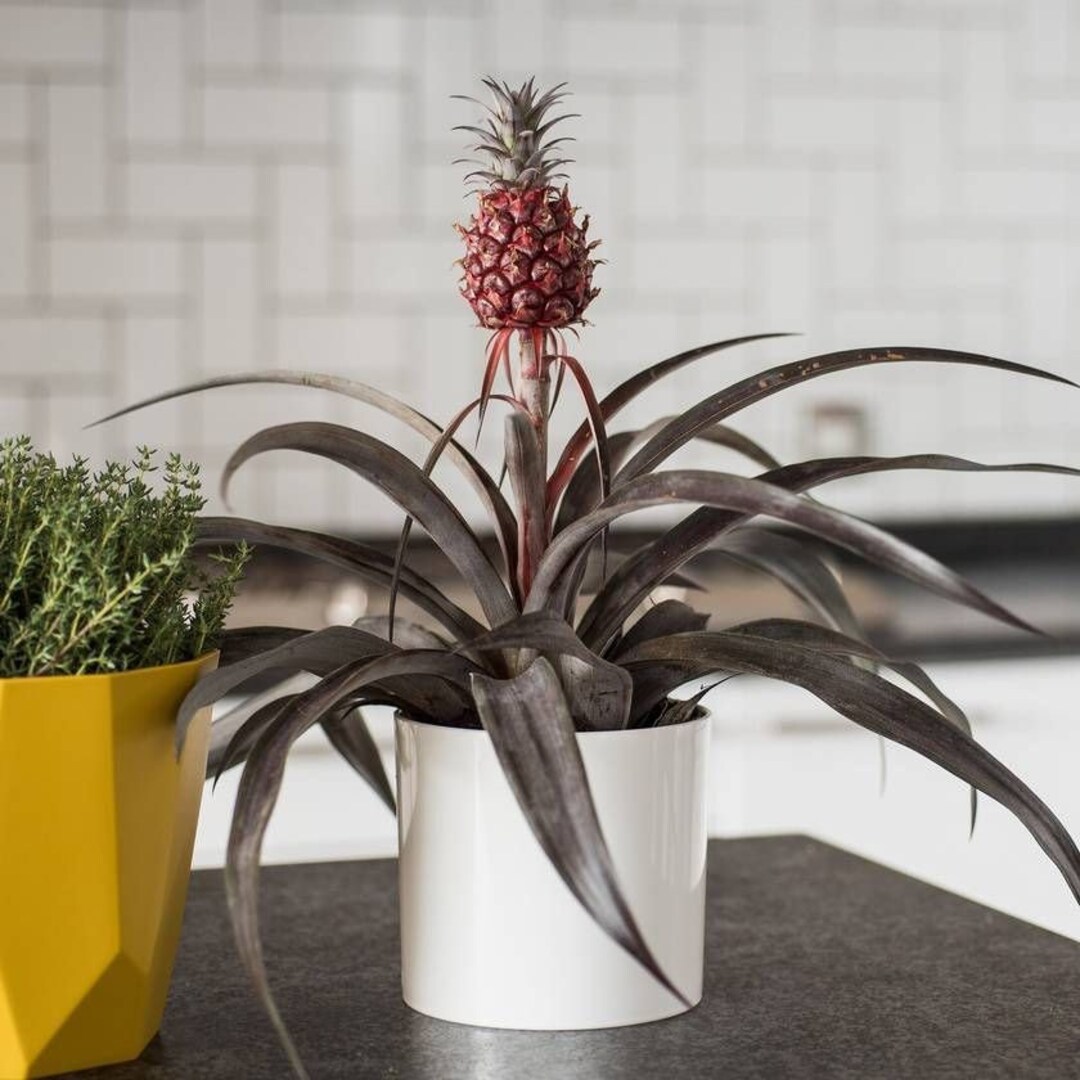 Bonsai Pineapple Plant Etsy