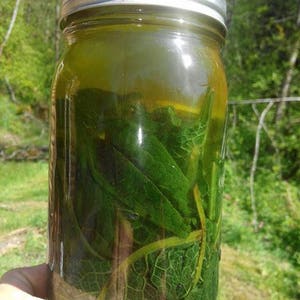 May include: A glass jar filled with green leaves and a clear liquid. The jar has a silver lid.
