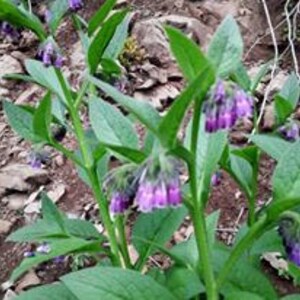 May include: A close-up of a plant with purple flowers and green leaves. The plant is growing in a garden setting.