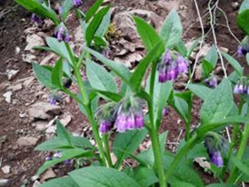 May include: A close-up of a plant with purple flowers and green leaves. The plant is growing in a garden setting.