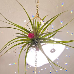 Rose Quartz Air Plant Suncatcher: Rainbow Crystal Nest Hanger
